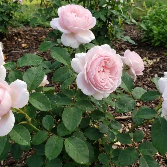 Rosier 'Prince jardinier  '