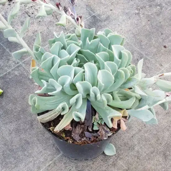 Echeveria 'Topsy turvy' (Echeveria runyonii) — Pot 2.5L