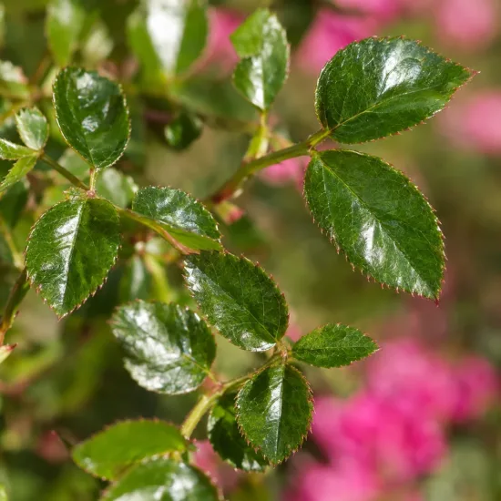 Rosier couvre-sol 'Pretty fairy' (Rosa) — feuilles vernissées dentées avec arrière-plan rose flou · Photo d'illustration