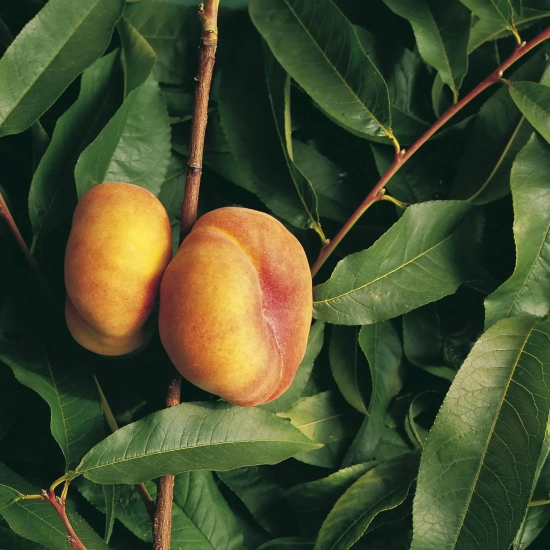 Pêcher 'Jalousia'