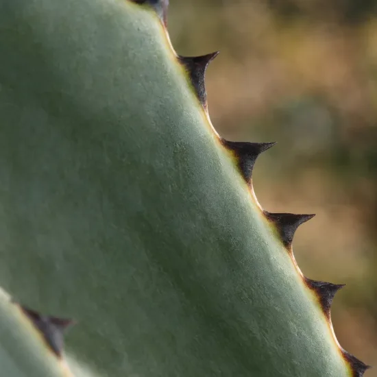 Agave de palmer (Agave palmeri) — gros plan sur bord épineux de feuille · Photo d'illustration