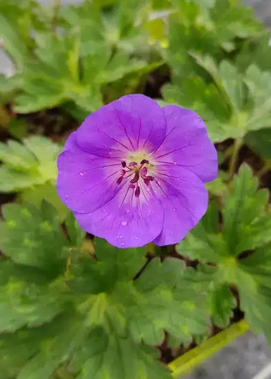 Pélargonium 'Rozane'