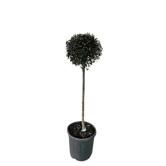 Troène du japon (Ligustrum jonandrum) — arbre taillé en boule dans pot plastique noir · Pot 15L 1/2 tige