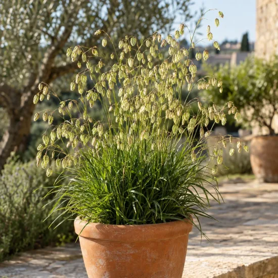 Briza 'Limouzi' (Briza media) — Photo d'illustration, photo 2