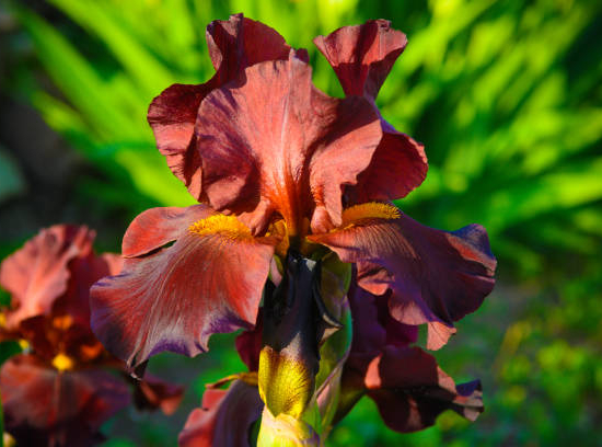 Iris d'allemagne 'Red at night rouge'