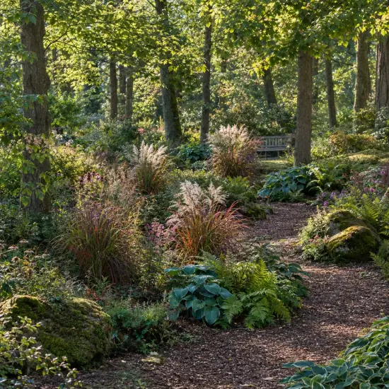 Roseau de chine 'Purpurascens' (Miscanthus sinensis) — massifs de graminées et vivaces le long d'un sentier