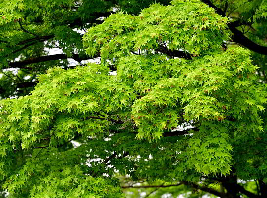 Érable du japon 'Osakazuki vert'