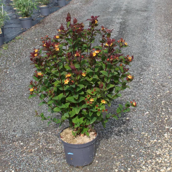 Millepertuis 'Magical universe' — Pot 7.5L
