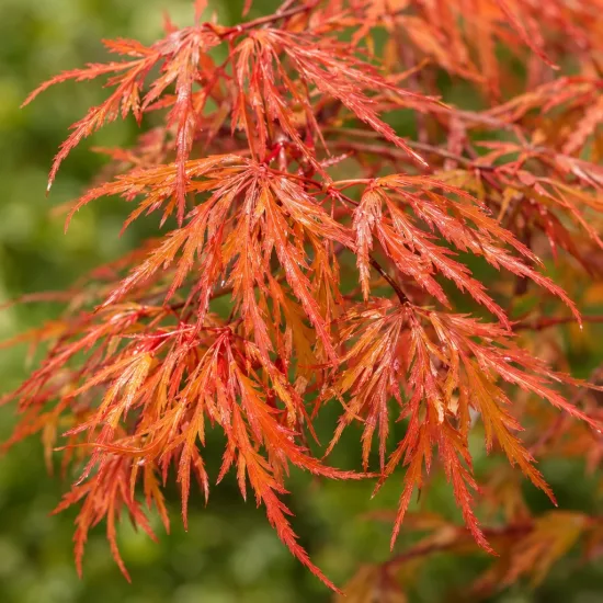 Érable du japon 'Orangeola' (Acer palmatum) — feuillage fin aux teintes orangées en gros plan · Photo d'illustration