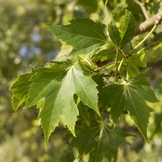 Platane à feuilles d'érable '(acerifolia)' (Platanus × hispanica) — gros plan sur des feuilles vertes lobées · Photo d'illustration