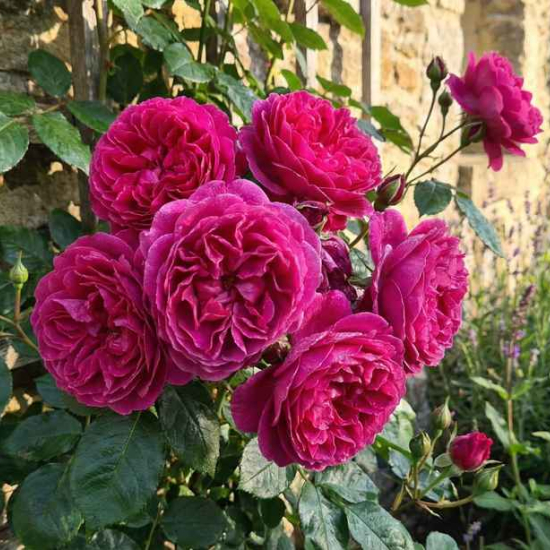 Rosier 'Lolita lempicka '