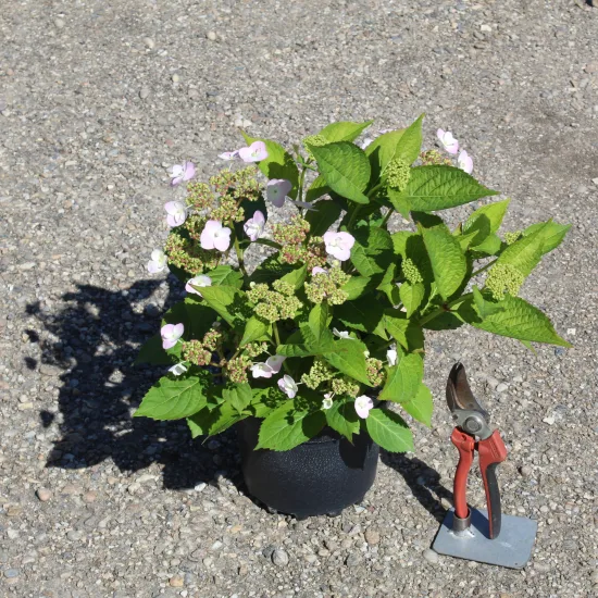 Hortensia japonais 'Blue bird' — Pot 3L