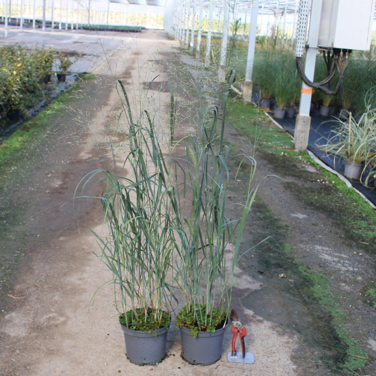 Panicum 'Heavy metal'