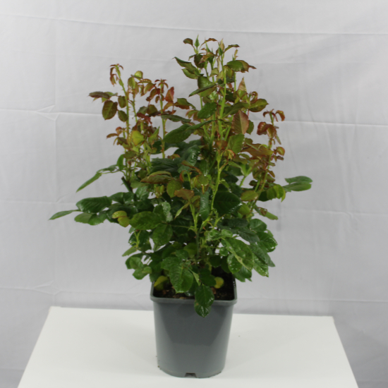 Rosier 'King arthur '