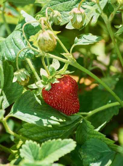 Fraisier 'Darselect'