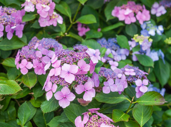 Hortensia 'Dolce gipsy rose'