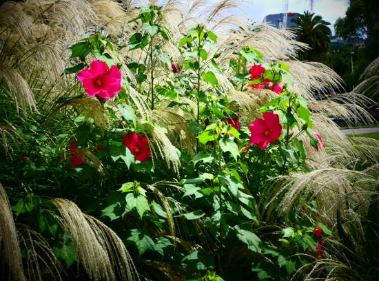 Hibiscus des marais 'Rubra'