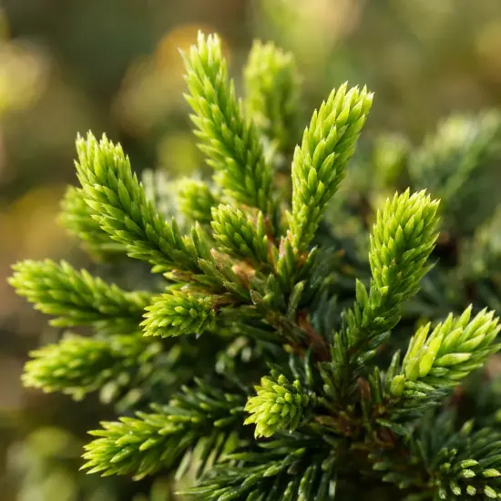 Cèdre du japon 'Globosa nana' (Cryptomeria japonica) — gros plan sur jeunes pousses vertes