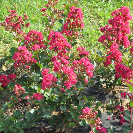 Lilas des indes 'Berry dazzle'