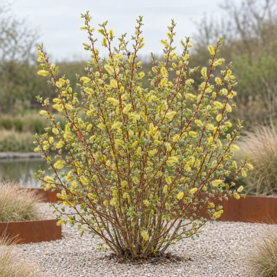 Saule à oreillettes (Salix aurita) — arbuste dressé aux chatons jaunes sur gravier · Photo d'illustration