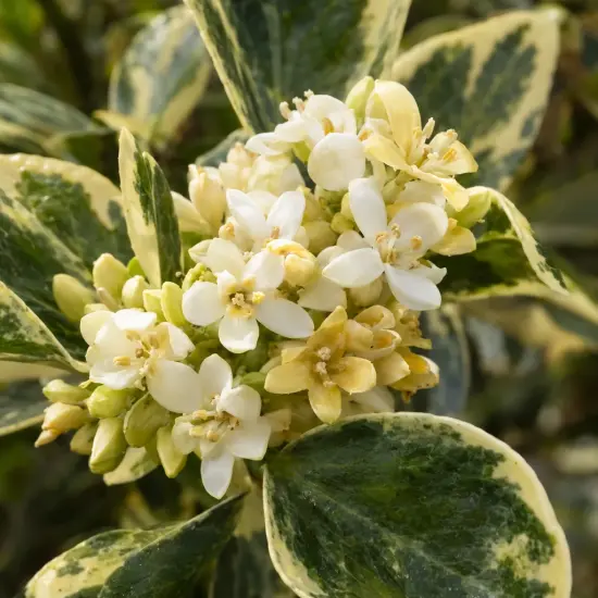 Pittosporum de chine 'Nanum variegatum' (Pittosporum tobira) — grappe de petites fleurs crème et feuillage panaché