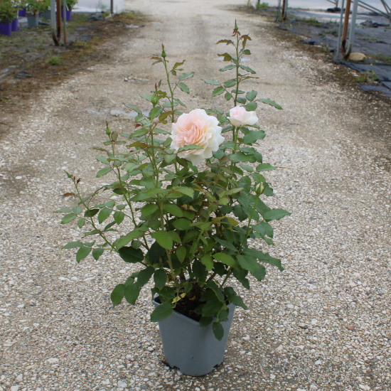 Rosier 'Sweet love '