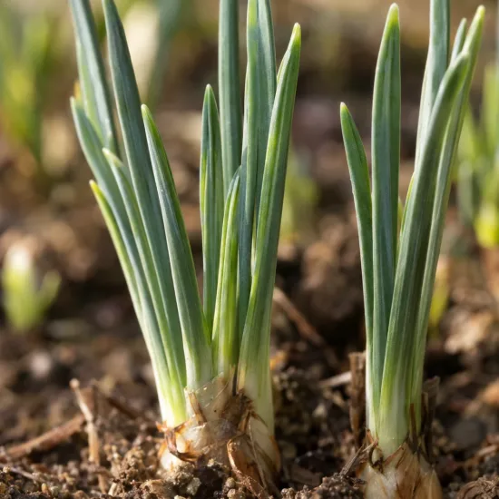 Iris nain naturalisable 'Pauline' (Iris reticulata) — jeunes pousses vertes émergant du sol · Photo d'illustration