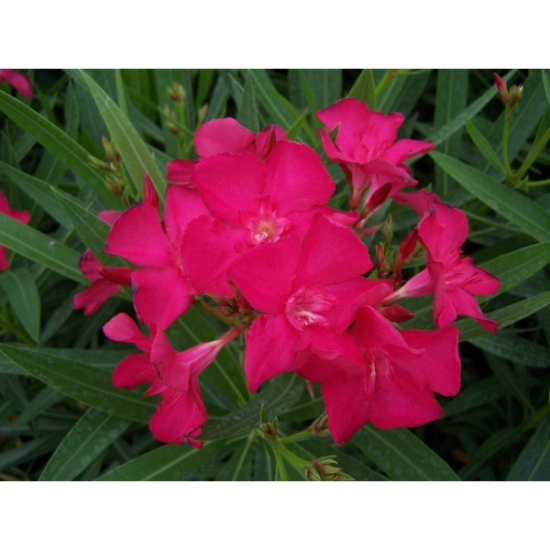 Laurier rose 'Claudia'