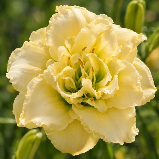 Hémérocalle 'Tommie lee joiner' (Hemerocallis) — Photo d'illustration