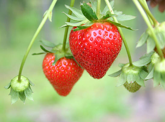 Fraisier 'Gorella'