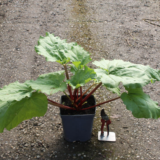 Rhubarbe chinoise 'Timperley early verte'