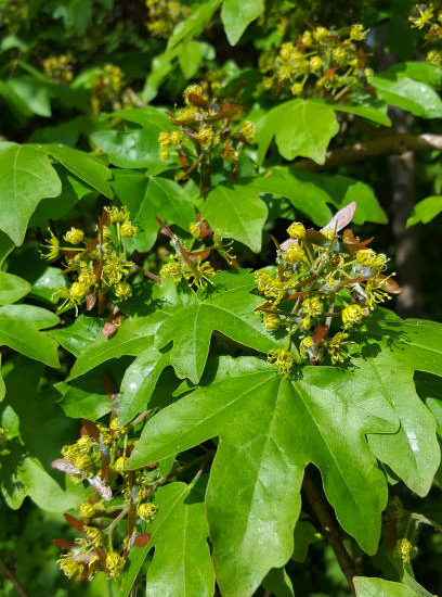 Érable champêtre 'Lienco'