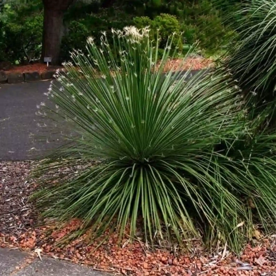 Agave geminiflora