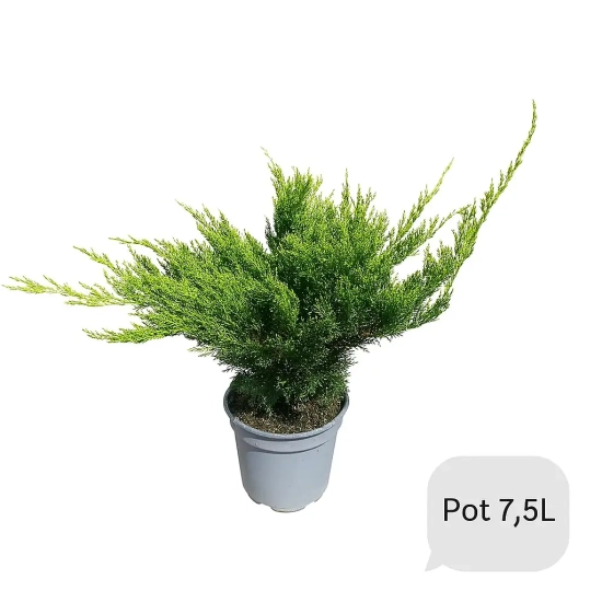 Genévrier 'Mint julep'