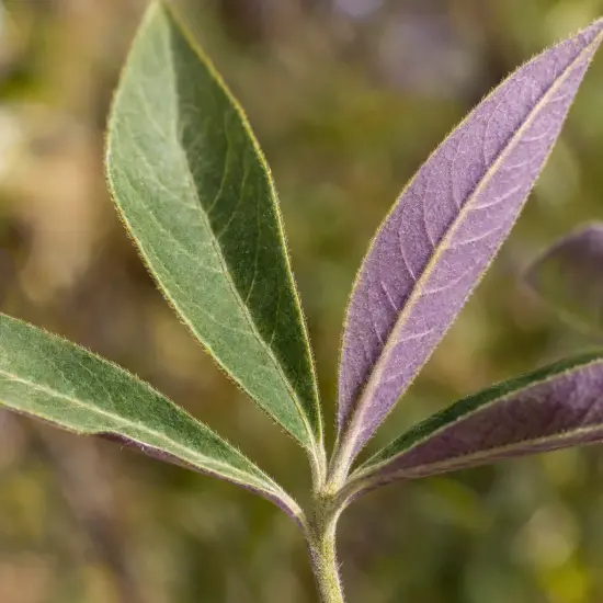 Gattilier 'Flip side' (Vitex agnus-castus) — gros plan sur feuillage bicolore vert et violet