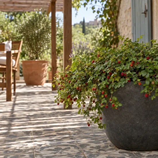 Mûre rampant de taïwan (Rubus taiwanicola) — plante retombante à petits fruits rouges sur terrasse · Photo d'illustration