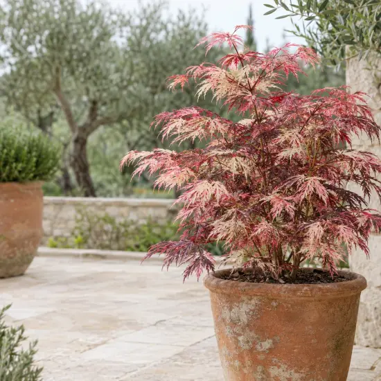 Érable du japon 'Extravaganza' (Acer palmatum) — arbuste au feuillage fin panaché en pot