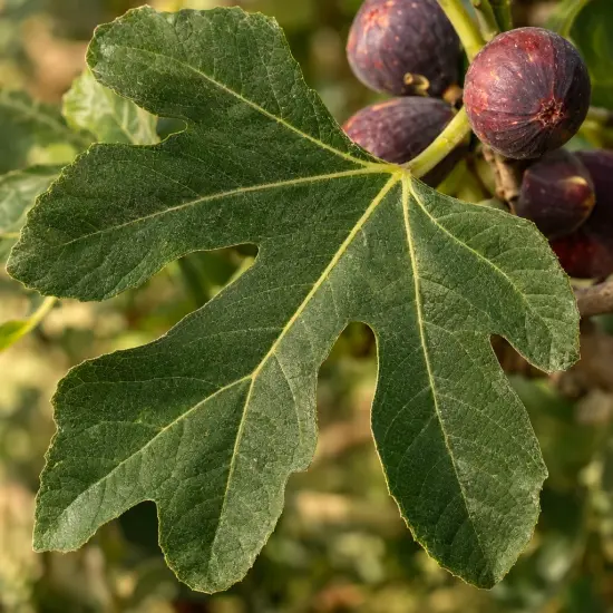 Figuier 'Jordan' (Ficus carica) — grand feuillage palmé avec fruits violets mûrs