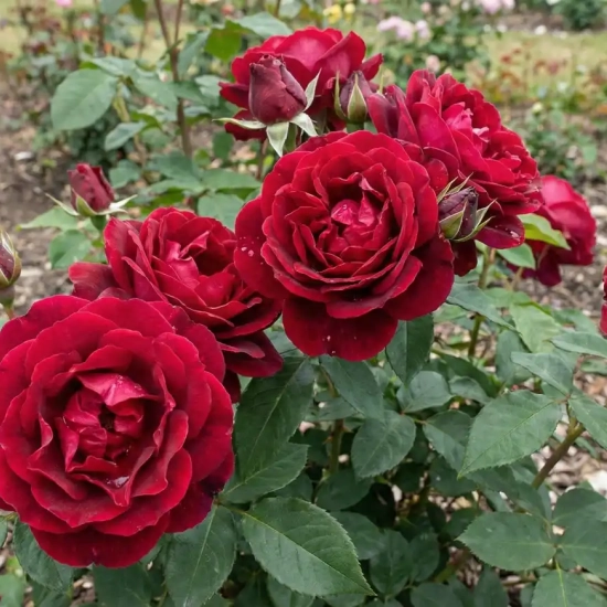 Rosier 'Clos de vougeot'