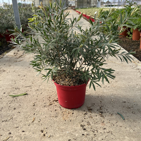 Rince-bouteille 'mini red'