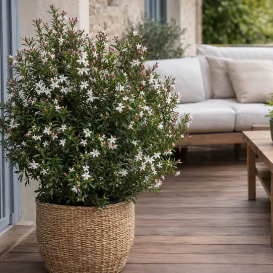 Fleur de cire à longues feuilles 'Flower girl white' (Eriostemon myoporoides) — grand arbuste fleuri en pot tressé sur terrasse