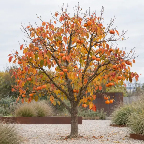 Plaqueminier 'Pomme o'gosho' (Diospyros kaki) — arbre isolé couvert de fruits orangés