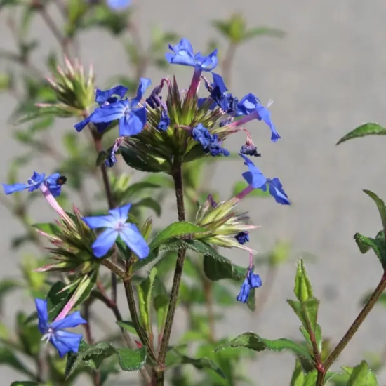 Plumbago de chine 'Forest blue'