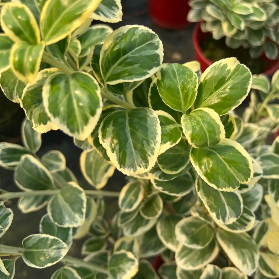 Fusain du japon 'President gauthier'