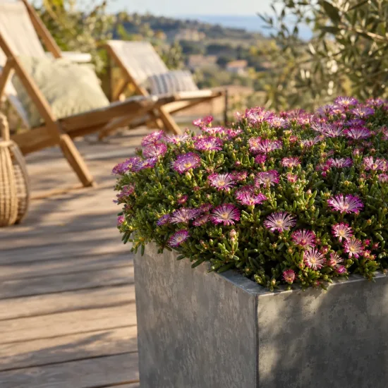 Pourpier vivace 'Illusion' (Delosperma) — coussin fleuri rose dans grand bac gris · Photo d'illustration
