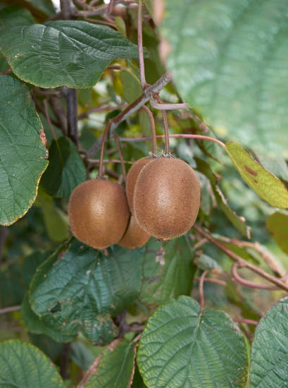 Kiwi mâle