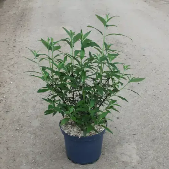 Arbre aux papillons Black Knight — Pot 7,5L