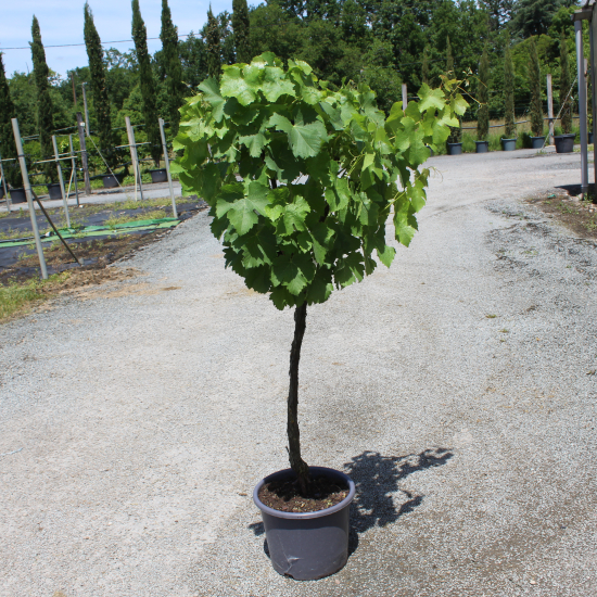 Vigne 'De table'