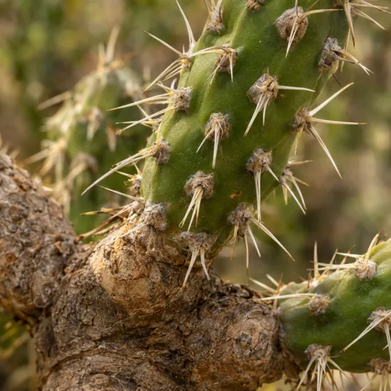 Cactée (Cylindropuntia imbricata) — gros plan sur tiges épineuses ramifiées · Photo d'illustration