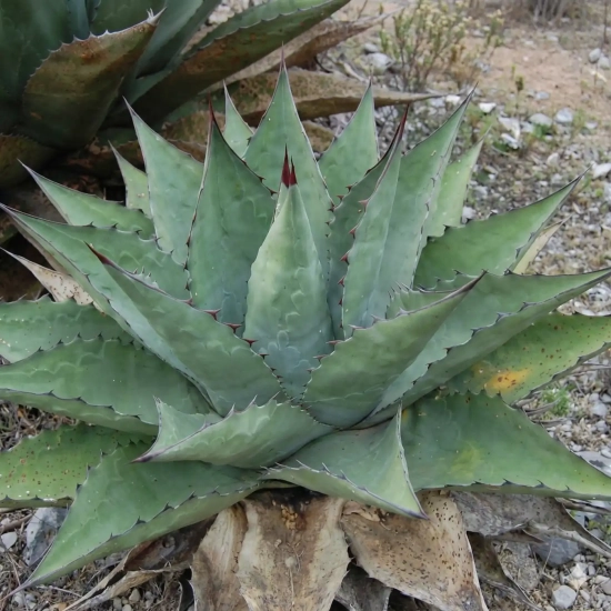 Agave  'La escondida'